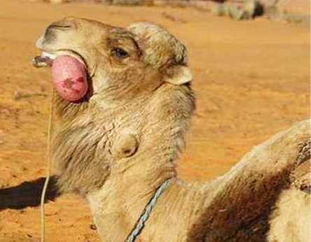 30个关于动物的冷知识,关于动物的冷知识50字