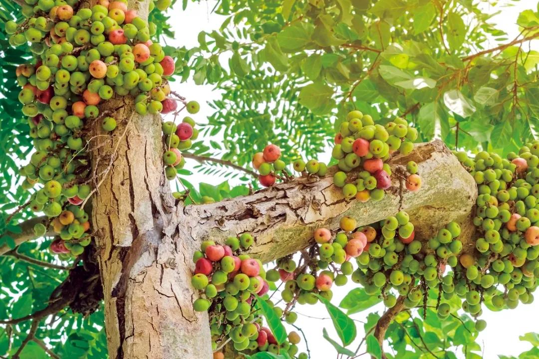 无花果真的不开花就长果实吗,无花果是真的没有开花就结果吗