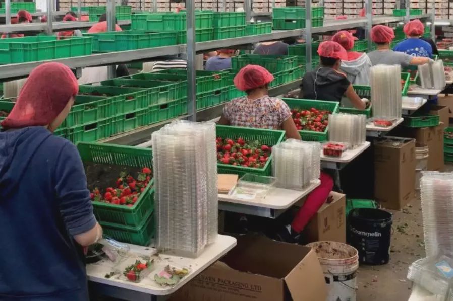 澳大利亚背包客最后定罪的是谁,澳洲背包客维权