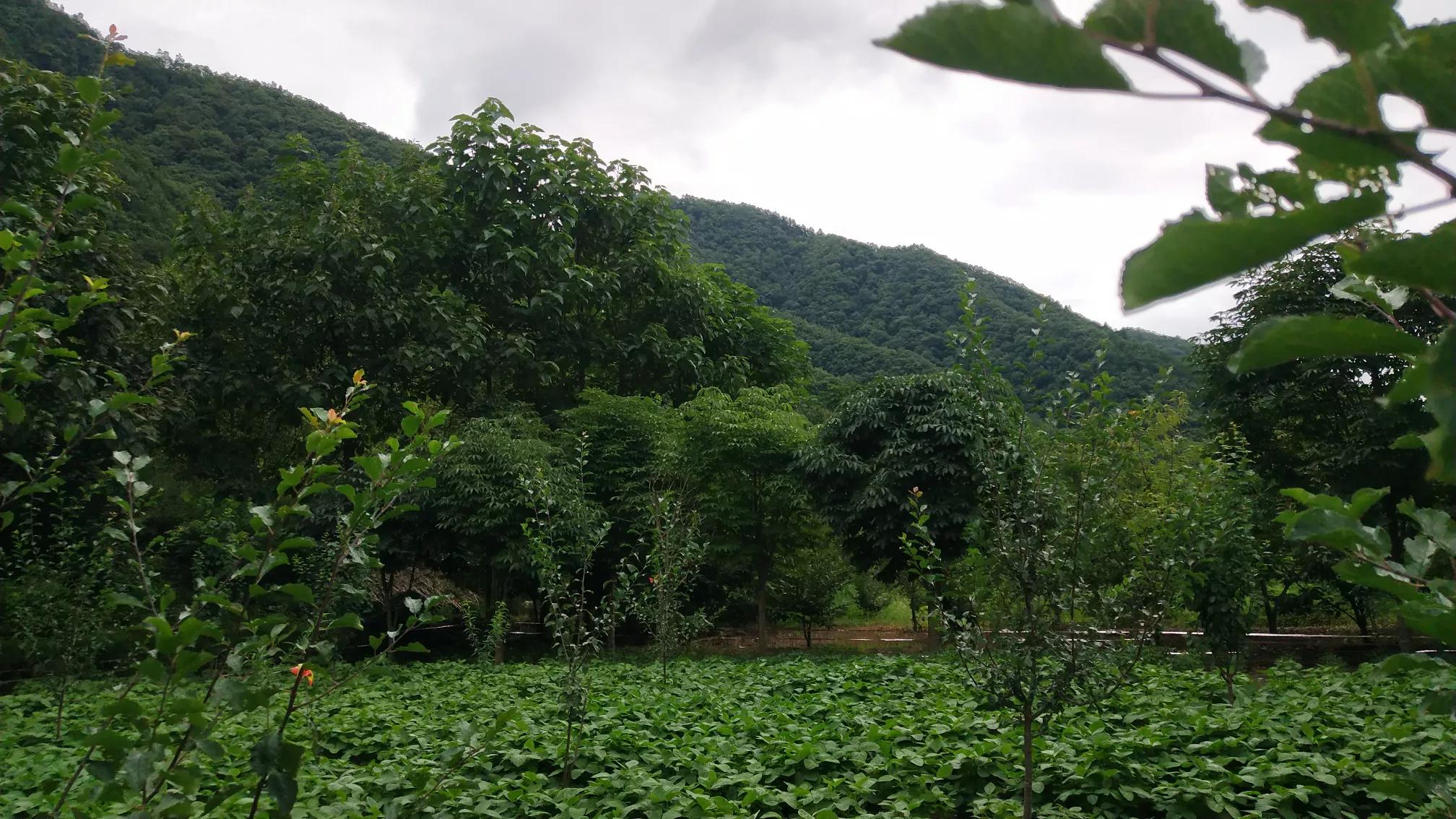 大山深处的温柔乡,大山深处的浪漫