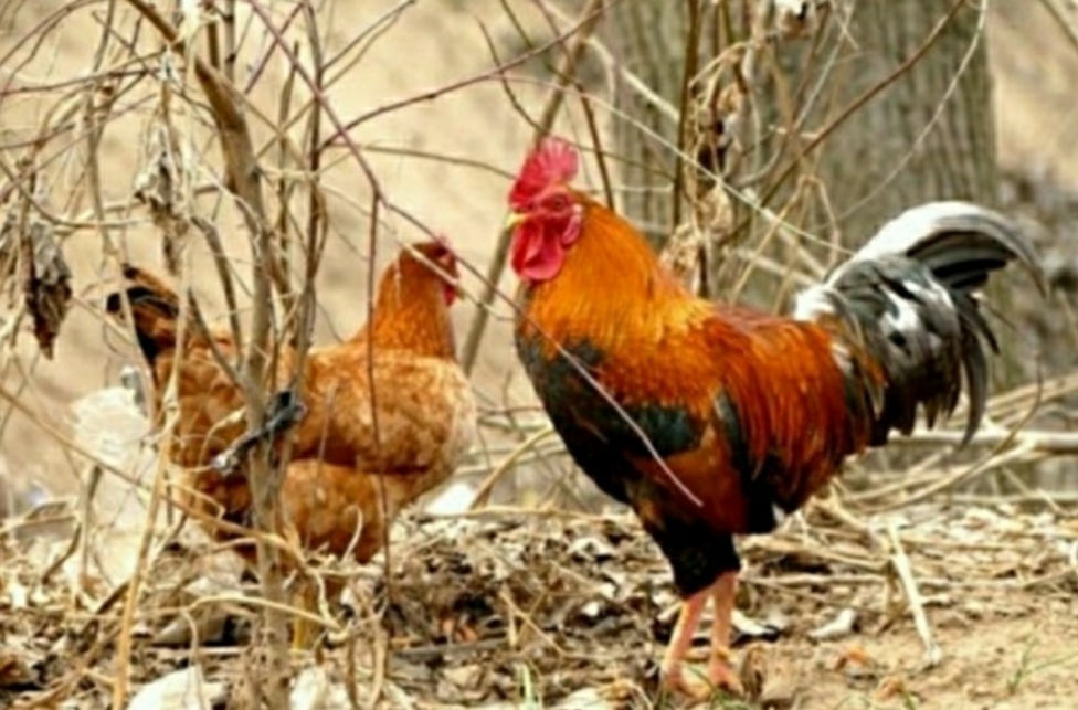 杀鸡要怎么烧才好吃,鸡肉怎么杀才能最好吃