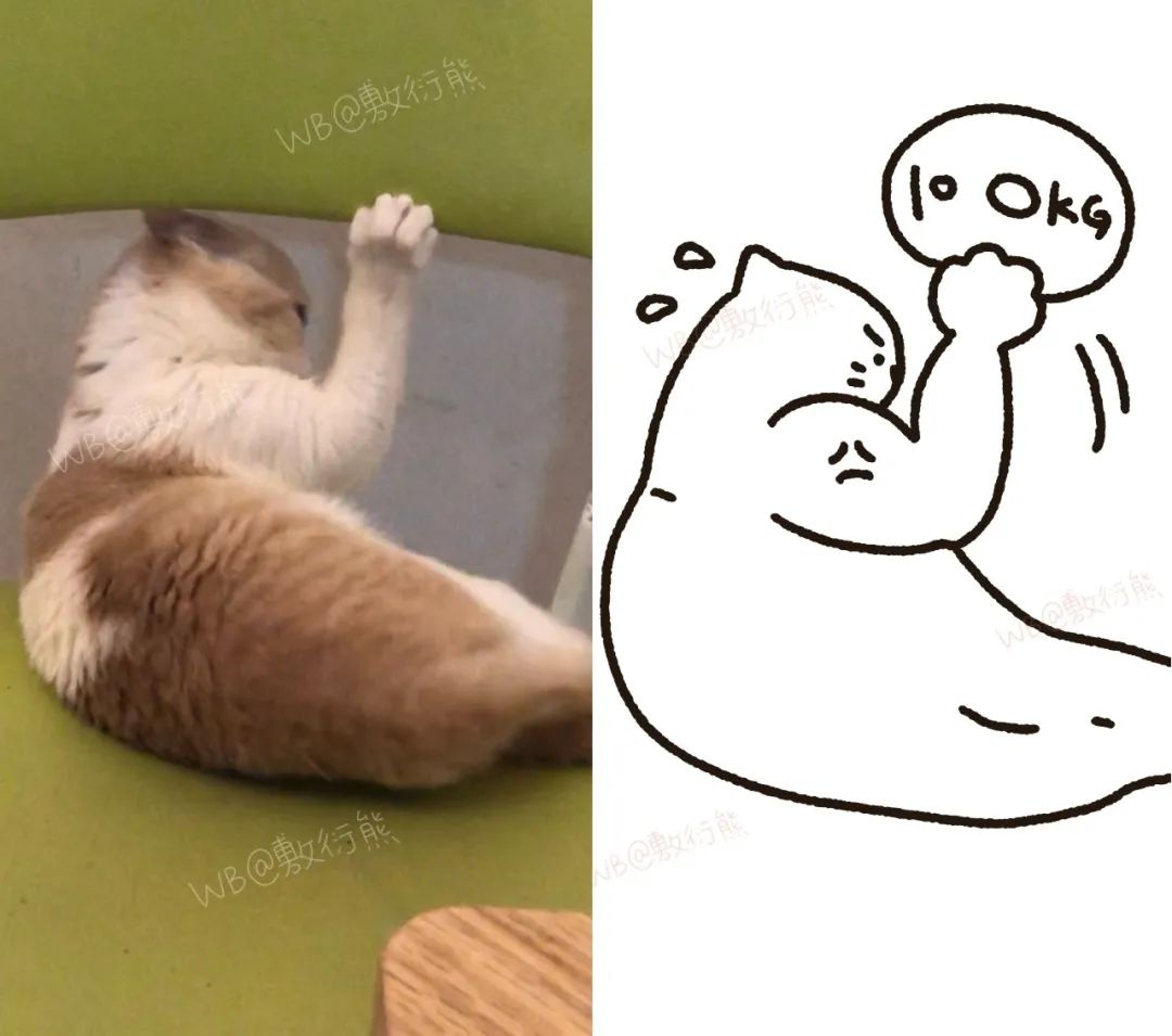 猫是只好猫，但被网友这么一弄…哈哈哈哈哈没脸见人了