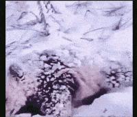 主人在背后吓唬狗子,主人在后面吓狗狗