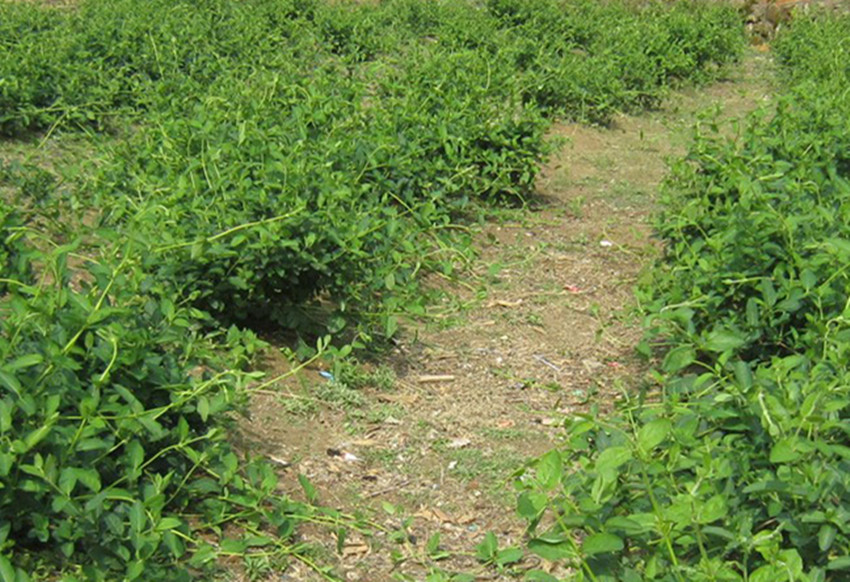 目前种植哪些作物最赚钱,懒人种植什么农作物最赚钱