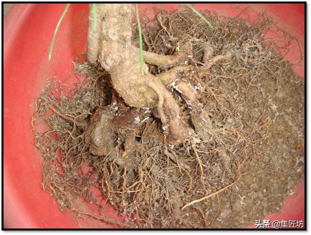 树势不旺的黑松盆景如何养护 (黑松盆景几年换盆比较好)