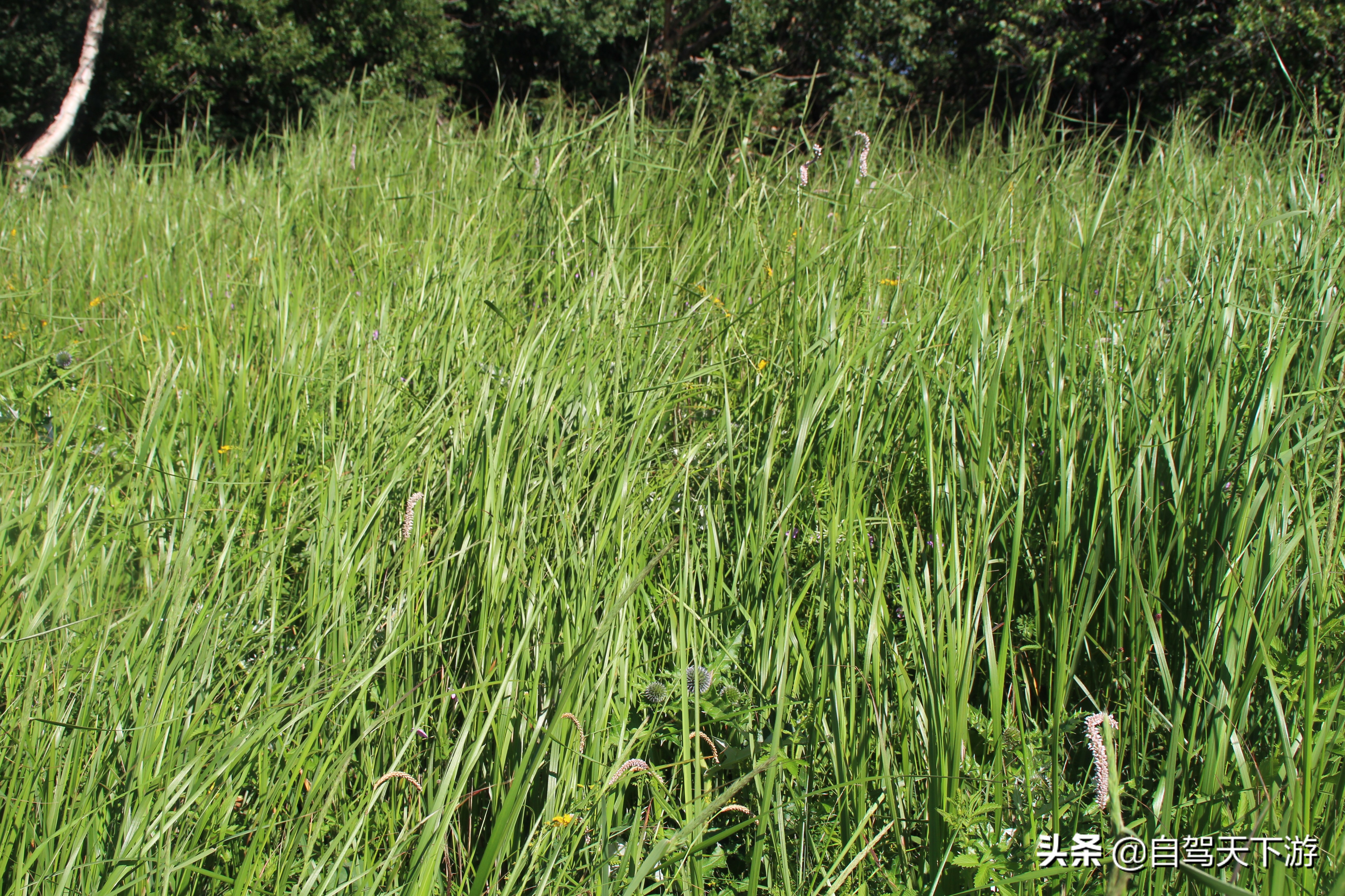 野三坡白草畔攻略,野三坡白草畔自驾游