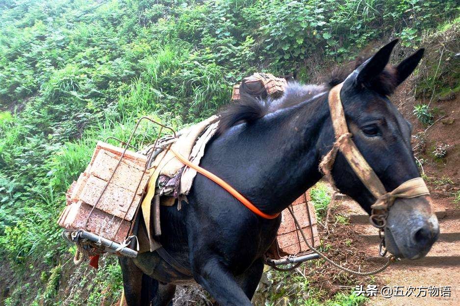 骡子不能生育的原因是谁惹的祸,为什么马和驴生的骡子不能生育