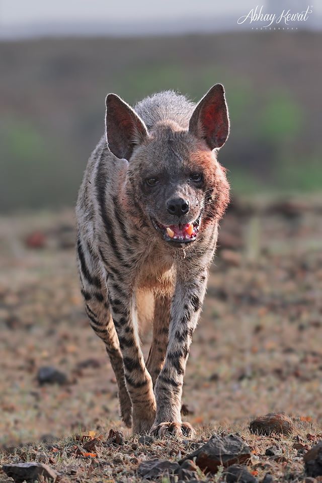 传奇虎王美元男:这只公虎两次作为“单亲奶爸”,养大了两窝虎崽