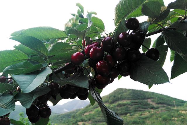 大樱桃什么时候能吃,便宜的大樱桃能吃吗