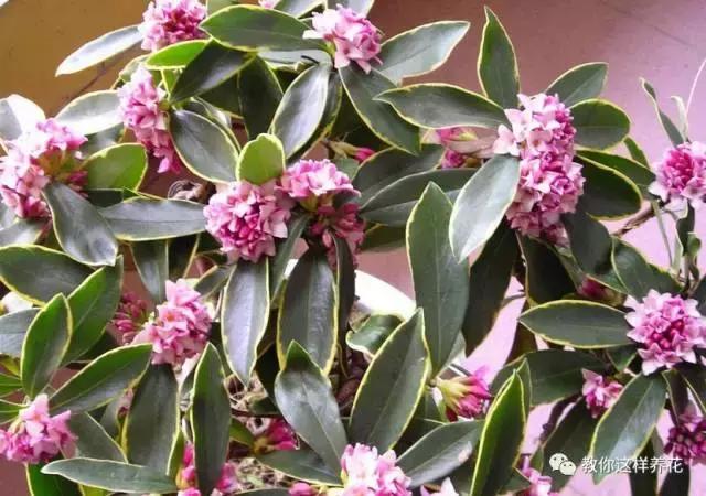 净化空气的十种花,家里养这4种花清新怡人