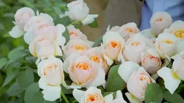 世界第一鲜花市场视频,bbc探秘墨西哥毒品战争