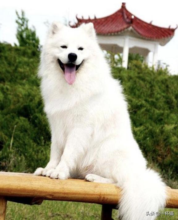 小狗被救已经奄奄一息,垃圾桶死掉的小狗