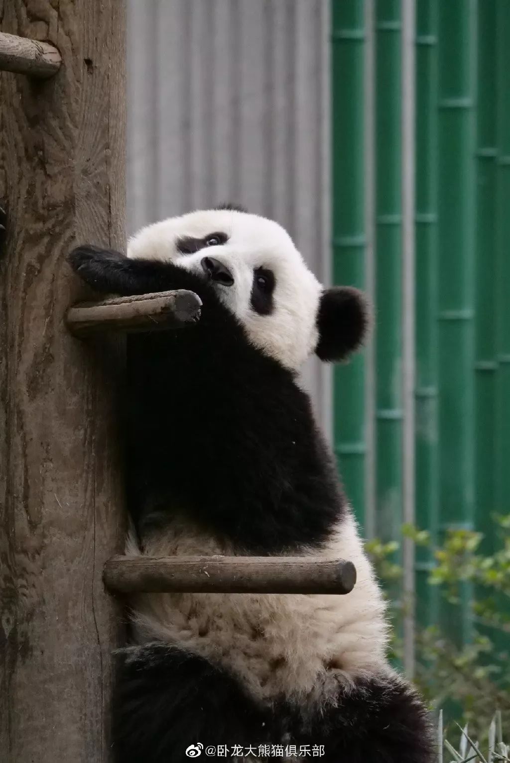 为什么全世界都喜欢大熊猫,世界各地的人们都喜爱大熊猫英语