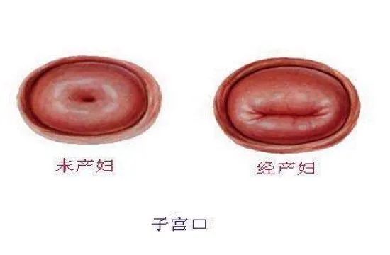 子宫的故事（三）——生命的摇篮（子宫结构）