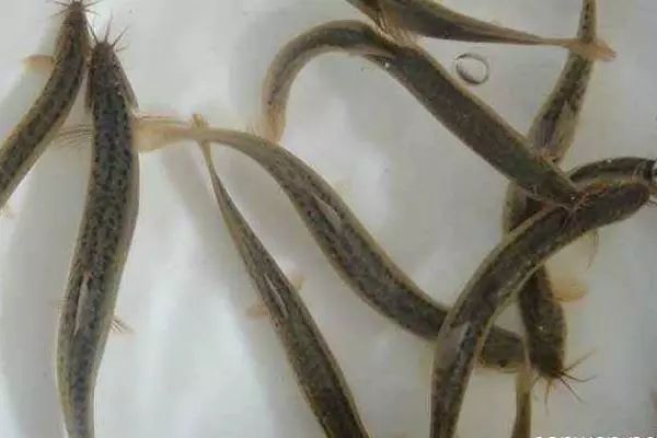 泥鳅养殖技术教学,华农园特大泥鳅养殖