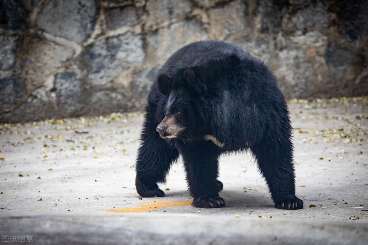 粗心的猎人,猎人打狐狸自己受伤脑筋急转弯