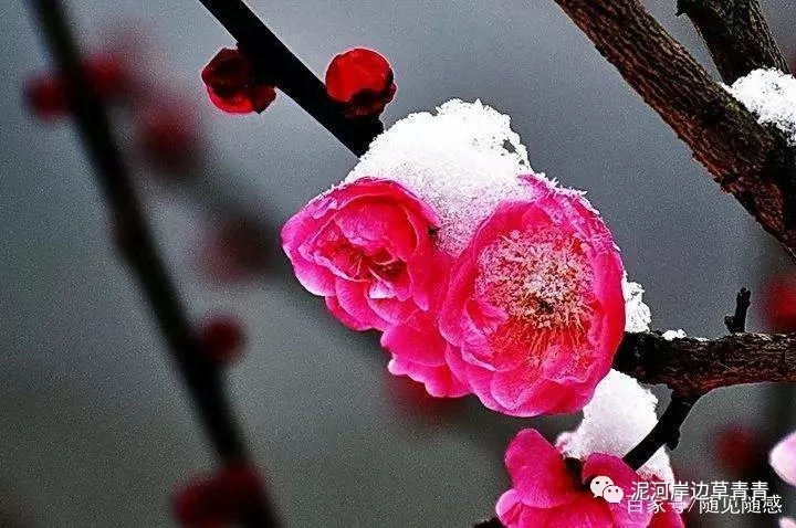 鼠年最佳20副春联,鼠年最佳10副春联