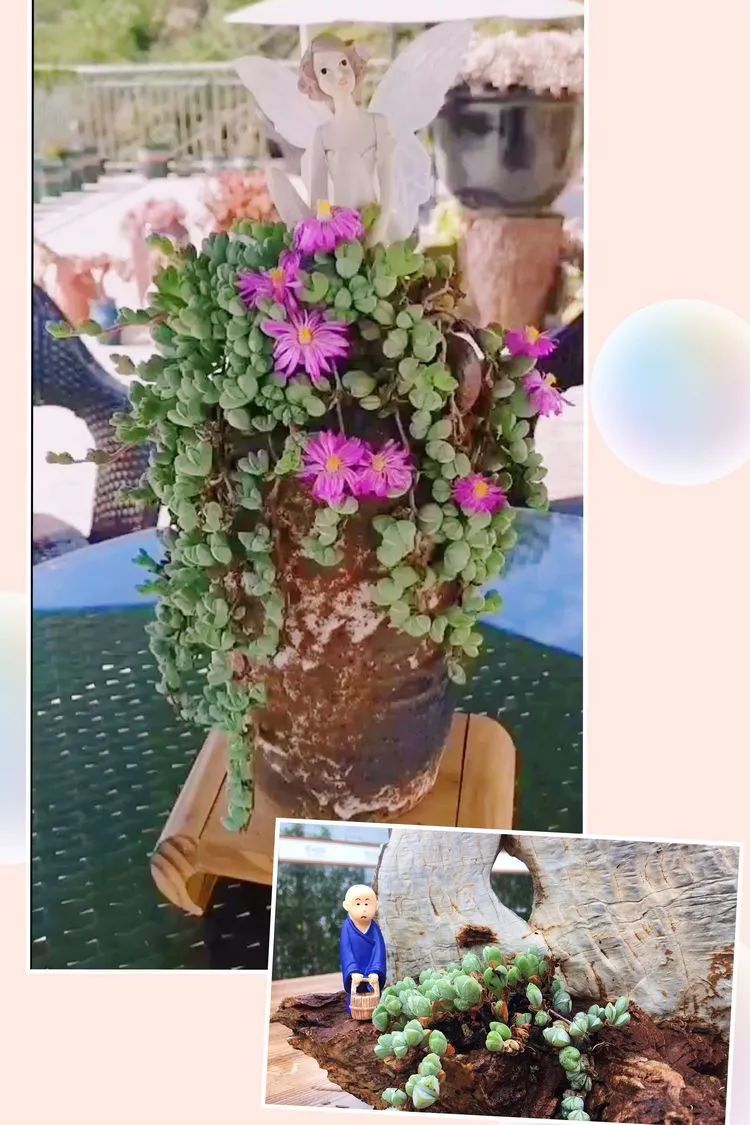 冬去春来，愿你无恙，疫情退去，养肉依旧！