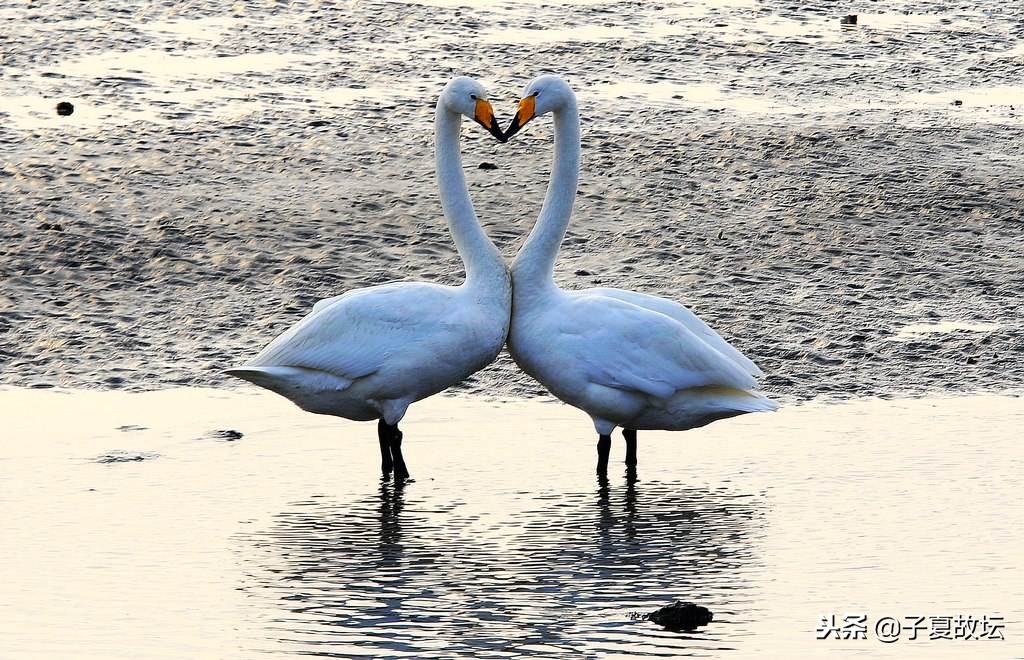 结义金兰和义结金兰有什么区别,义结金兰的金兰是什么花