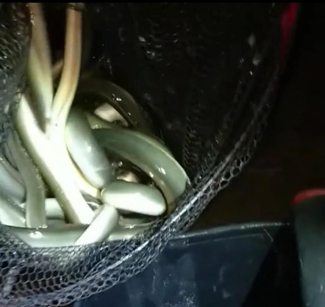 男子野夜钓钓出50斤巨鳝,揭秘捕黄鳝骗局