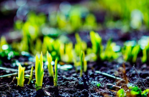 白居易的草诗名到底哪个是正确的,白居易的诗草意思是什么