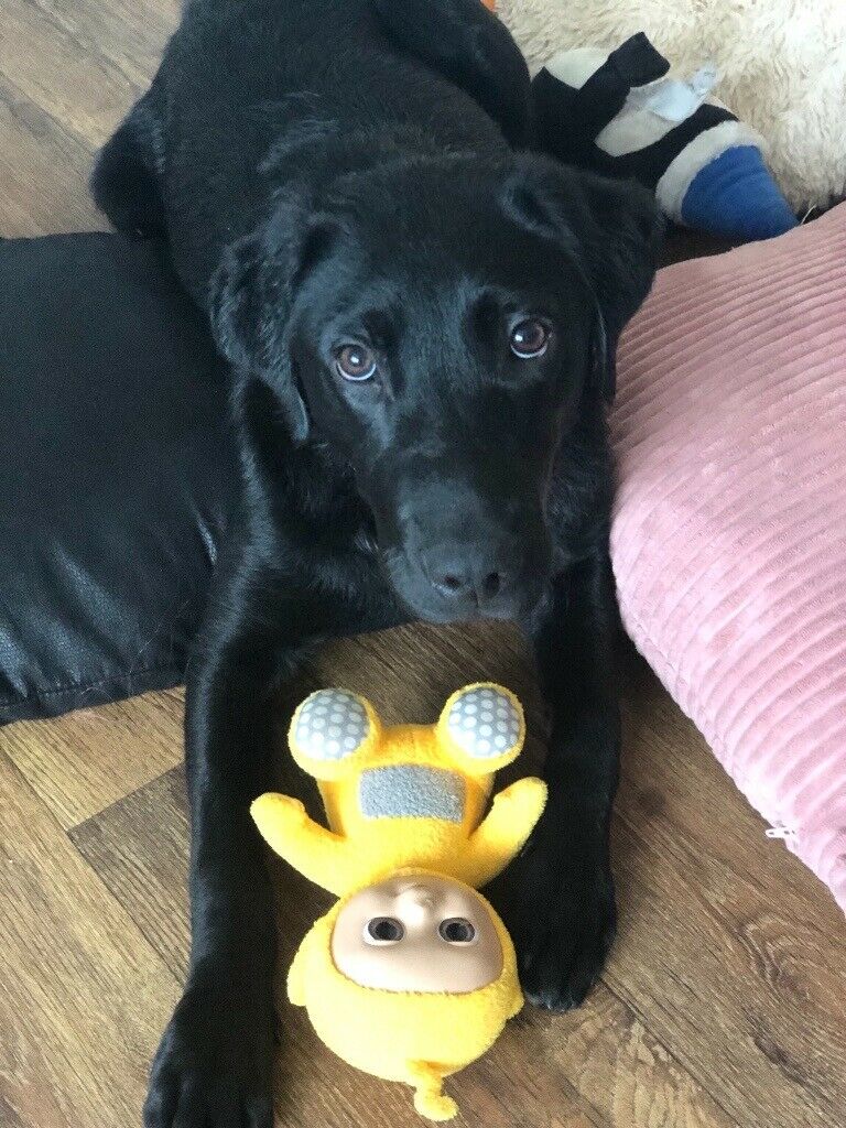 咬主人的狗能训练回来吗,咬主人的幼犬