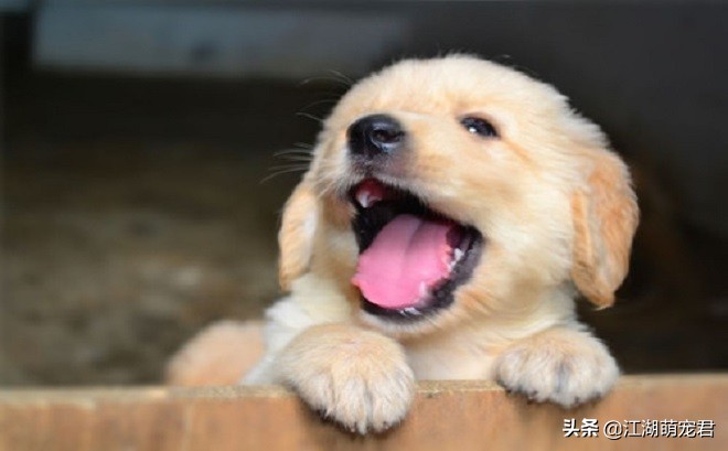 怎么解决金毛的坏习惯,金毛出门遛狗它不愿意走怎么办