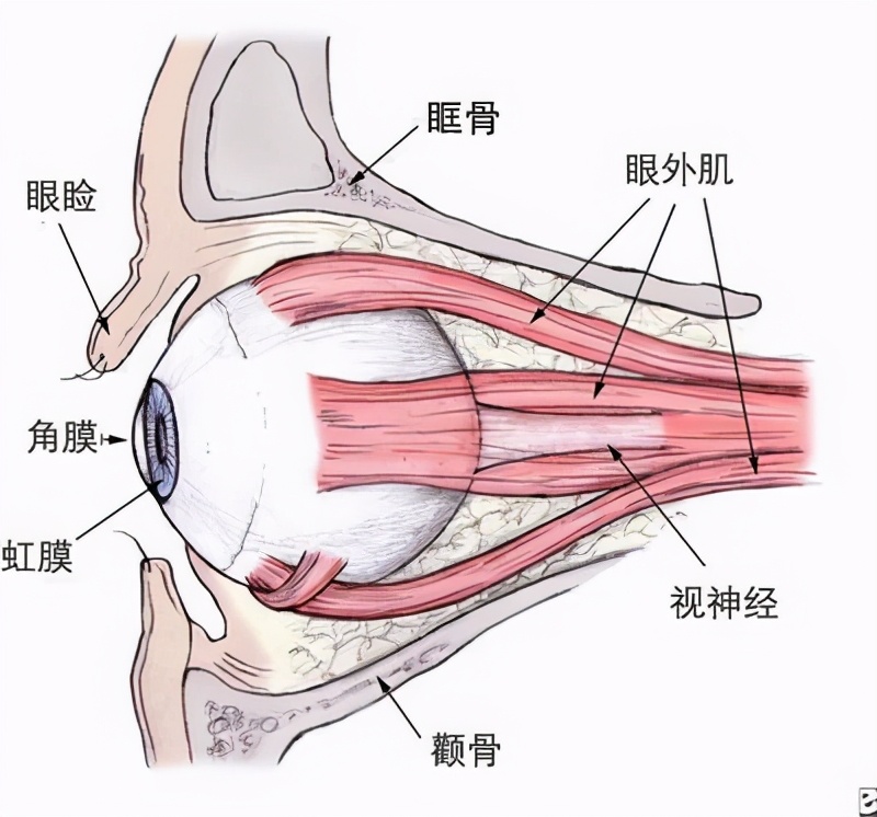 全身型重症肌无力预后,胆碱酯酶治疗重症肌无力的原理