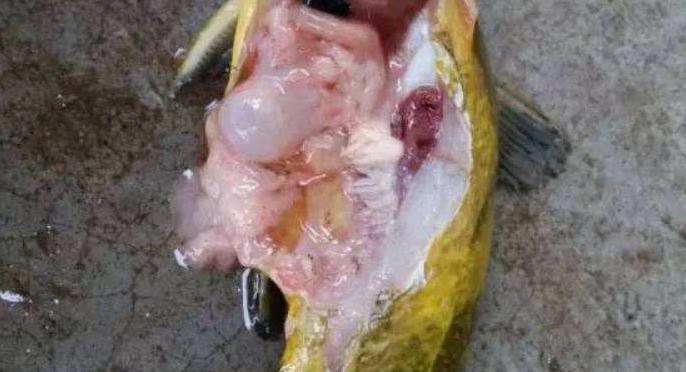 黄颡鱼大肚子病是什么病原,黄颡鱼大肚病什么原因引起的