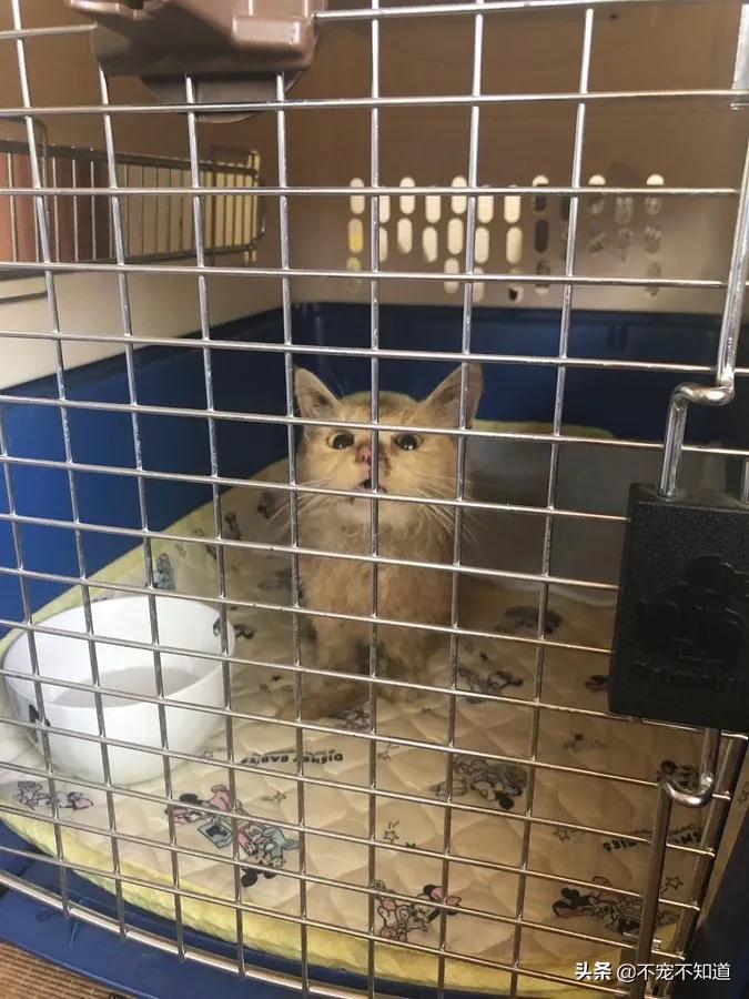 岛国妹子养的超萌小奶猫,几个月后变成巨兽了