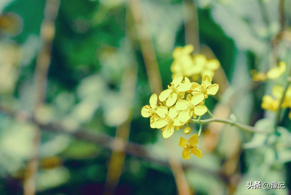 鏁呬埂鑺卞紑姝屾洸,鏁呬埂鑺卞紑姝屾洸鍘熷敱瀹屾暣