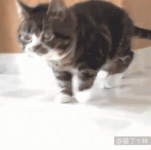 原来猫咪也会这样走路,原来猫咪平时都是踮着脚走路的