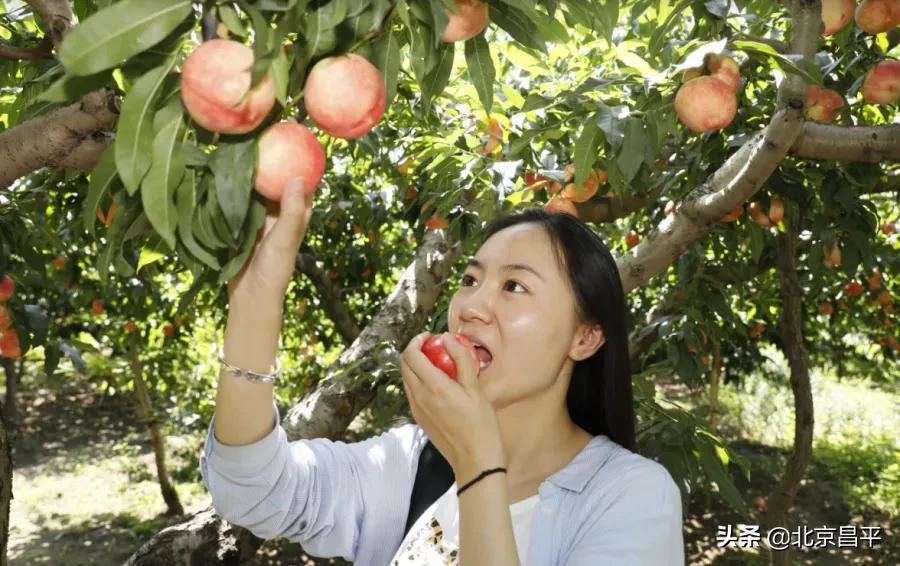 昌平鲜桃采摘地点,桃醉一夏