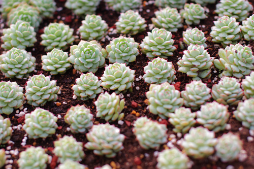 鑺辨埧濮戝澶氳倝閰嶅湡,鑺辨埧濮戝鐜夐湶澶氳倝