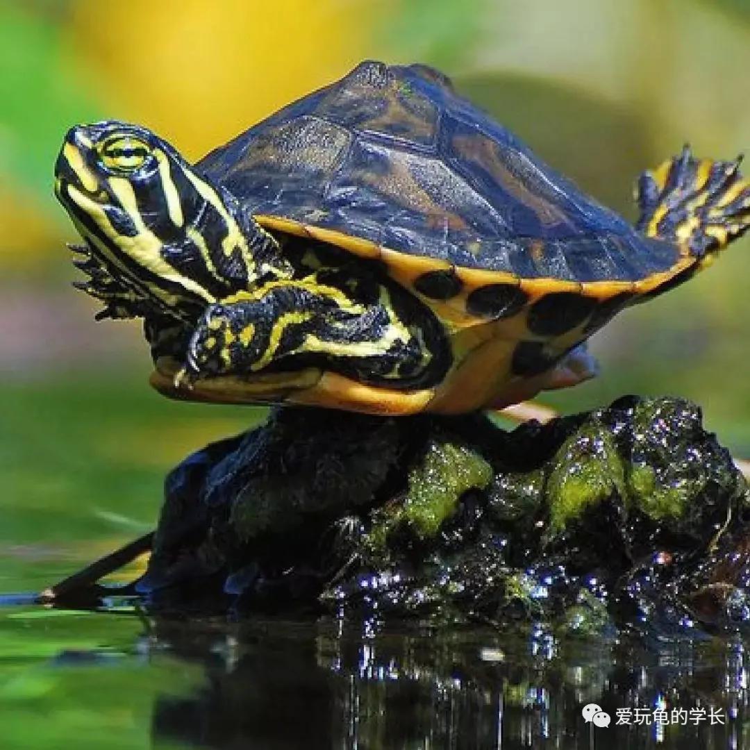 龟应激有什么表现,龟应激反应是啥意思