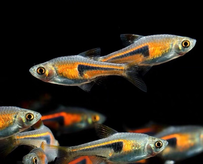 小型观赏鱼金三角灯,库尔勒金三角观赏鱼