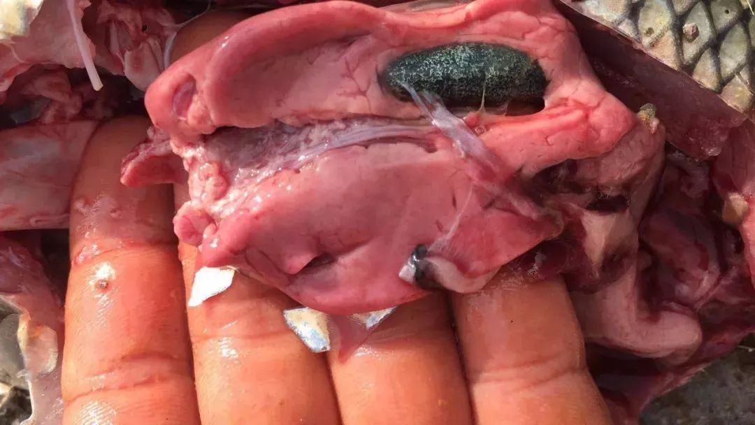 养殖草鱼起浮正常吗,养殖草鱼怎么样护肝