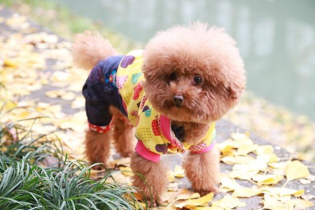 为什么泰迪犬不建议养,养泰迪犬的六大坏处