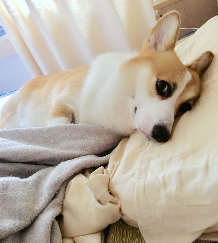 新手如何养博美犬,新手如何涂粉底