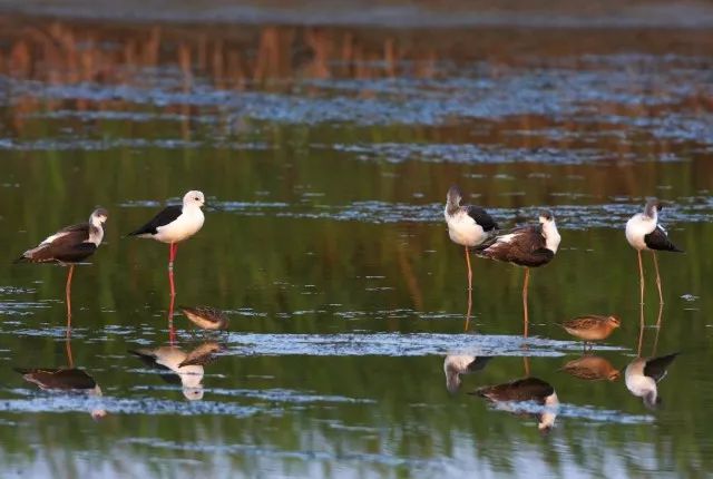 杭州湾祥源漫城规划,杭州湾祥源漫城是如何规划的