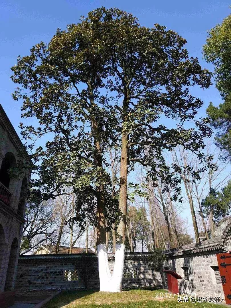 广玉兰是哪个城市的市花,广玉兰是常州市树还是市花