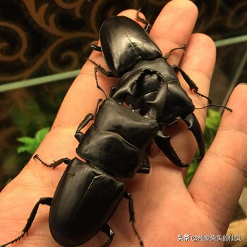 什么是宠物昆虫锹甲,锹甲虫宠物