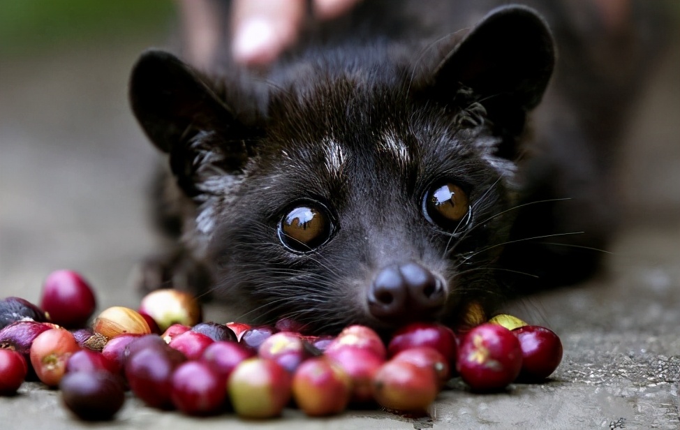 哪个国家的猫屎咖啡最好,猫屎咖啡的介绍和价钱