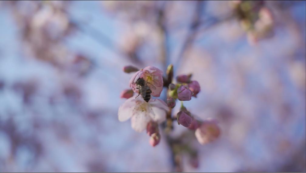 适马24-702.8二代镜头测评,适马新出的24-702.8镜头怎样