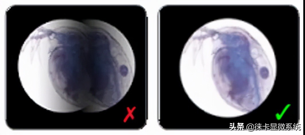 徕卡显微镜保养修理,徕卡显微镜使用视频