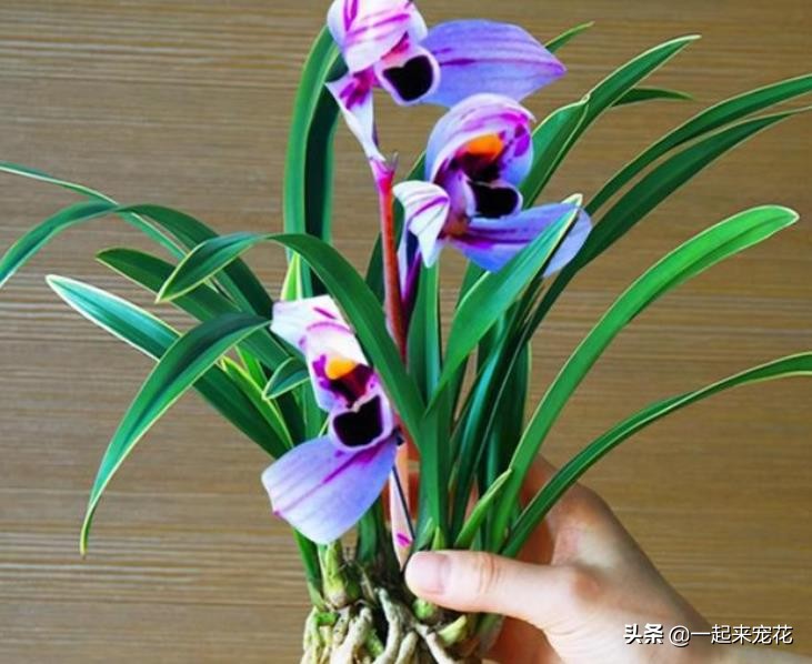 家里养兰怎么不开花,建兰秋天的养护方法