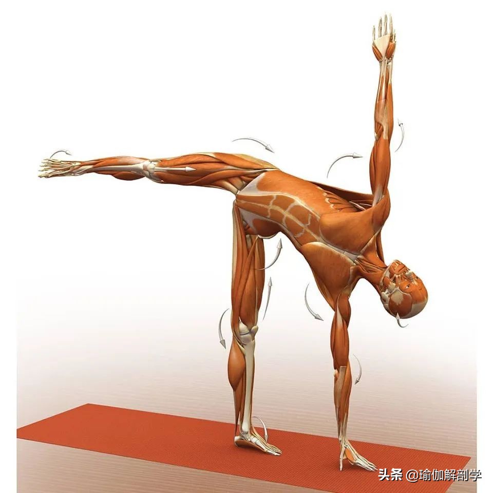 正位瑜伽哈他体式编排,精准正位60分钟瑜伽体式