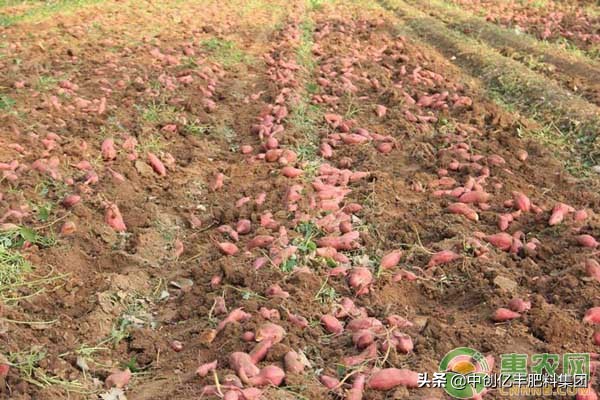 重茬红薯的病害怎样解决,红薯储藏期间病害症状
