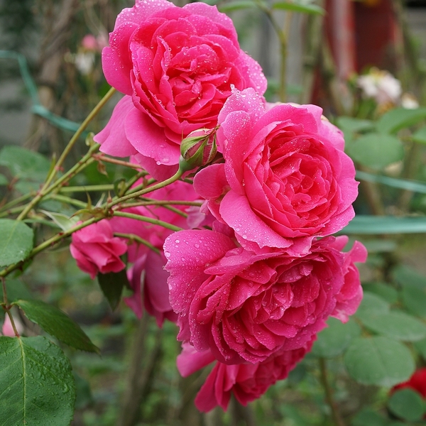 院子围墙边可以种植藤本月季吗,一面墙种两棵藤本月季可以吗