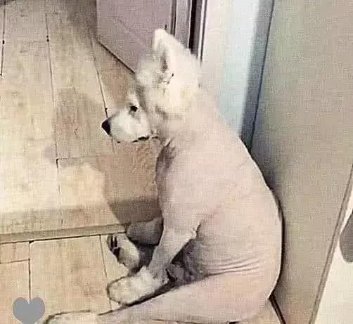 狗狗剃了毛后行为异常,突然把狗狗毛剃掉